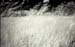 Tall Grass thumbnail